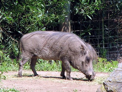 Desert warthog